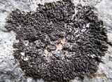 Xanthoparmelia loxodes image
