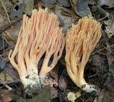 Ramaria formosa image