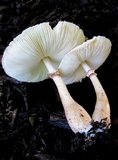 Leucoagaricus americanus image