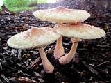 Leucoagaricus americanus image