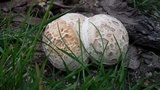 Mycenastrum corium image