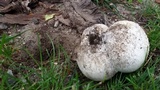 Mycenastrum corium image