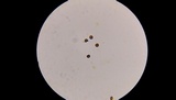 Strobilomyces confusus image