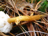 Cystoderma amianthinum image