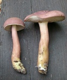 Tylopilus rubrobrunneus image