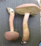 Tylopilus rubrobrunneus image