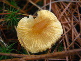 Cystoderma amianthinum image