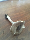 Amanita porphyria image