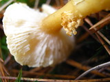 Cystoderma amianthinum image