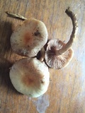 Pholiota spumosa image