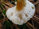 Cystoderma amianthinum image