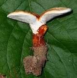 Ganoderma curtisii image