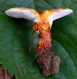 Ganoderma curtisii image