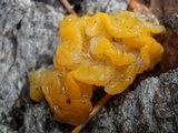 Dacrymyces dictyosporus image
