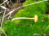 Rickenella fibula image