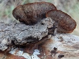 Gloeophyllum sepiarium image