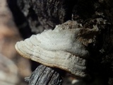 Trichaptum abietinum image
