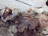 Auricularia americana image