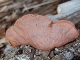 Hapalopilus rutilans image