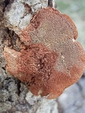 Hapalopilus rutilans image