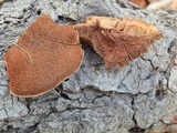 Hapalopilus rutilans image