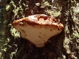 Fomitopsis schrenkii image