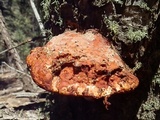 Fomitopsis schrenkii image
