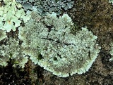 Lepraria cryophila image