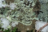 Lepraria cryophila image