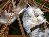 Cantharellula umbonata image