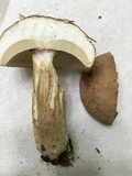 Boletus variipes image