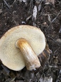 Xanthoconium affine image