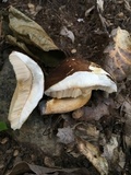 Xanthoconium affine image