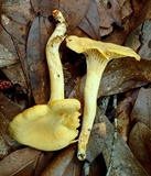 Cantharellus septentrionalis image