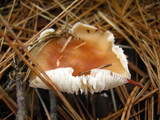 Rhodocollybia butyracea image