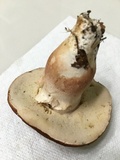 Xanthoconium purpureum image