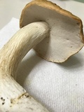 Boletus nobilis image