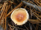 Rhodocollybia butyracea image