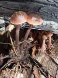 Macrocystidia cucumis image