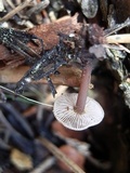 Macrocystidia cucumis image