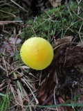 Amanita elongata image