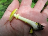 Amanita elongata image