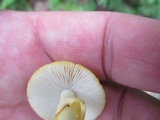 Amanita elongata image