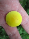 Amanita elongata image