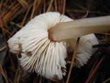 Rhodocollybia butyracea image