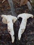 Neolentinus ponderosus image