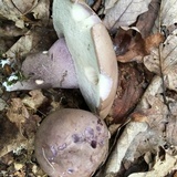 Tylopilus plumbeoviolaceus image