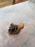 Psilocybe coprophila image