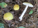 Amanita praecox image