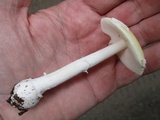 Amanita praecox image